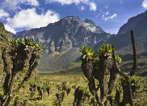 Rwenzori Mountain National Par