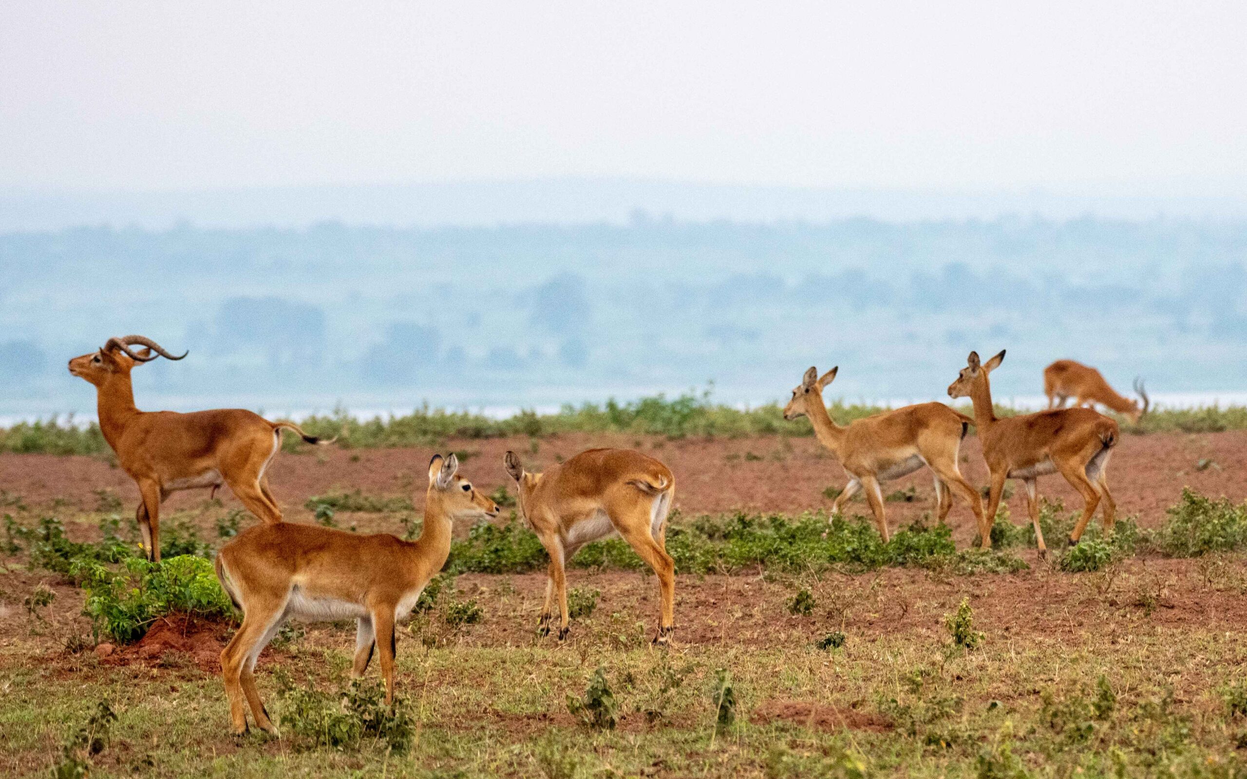 Murchison Falls National Park