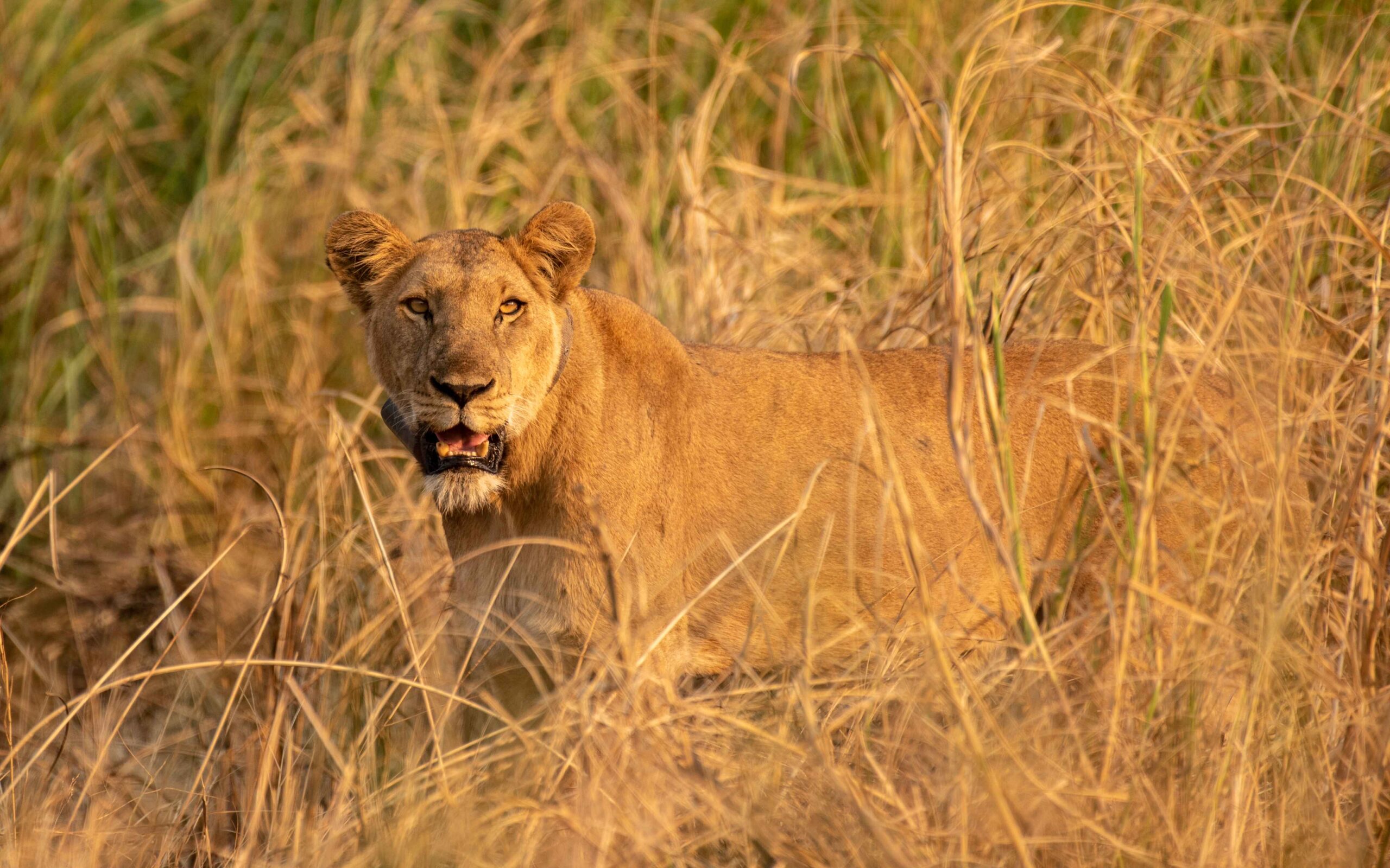 Queen Elizabeth National Park