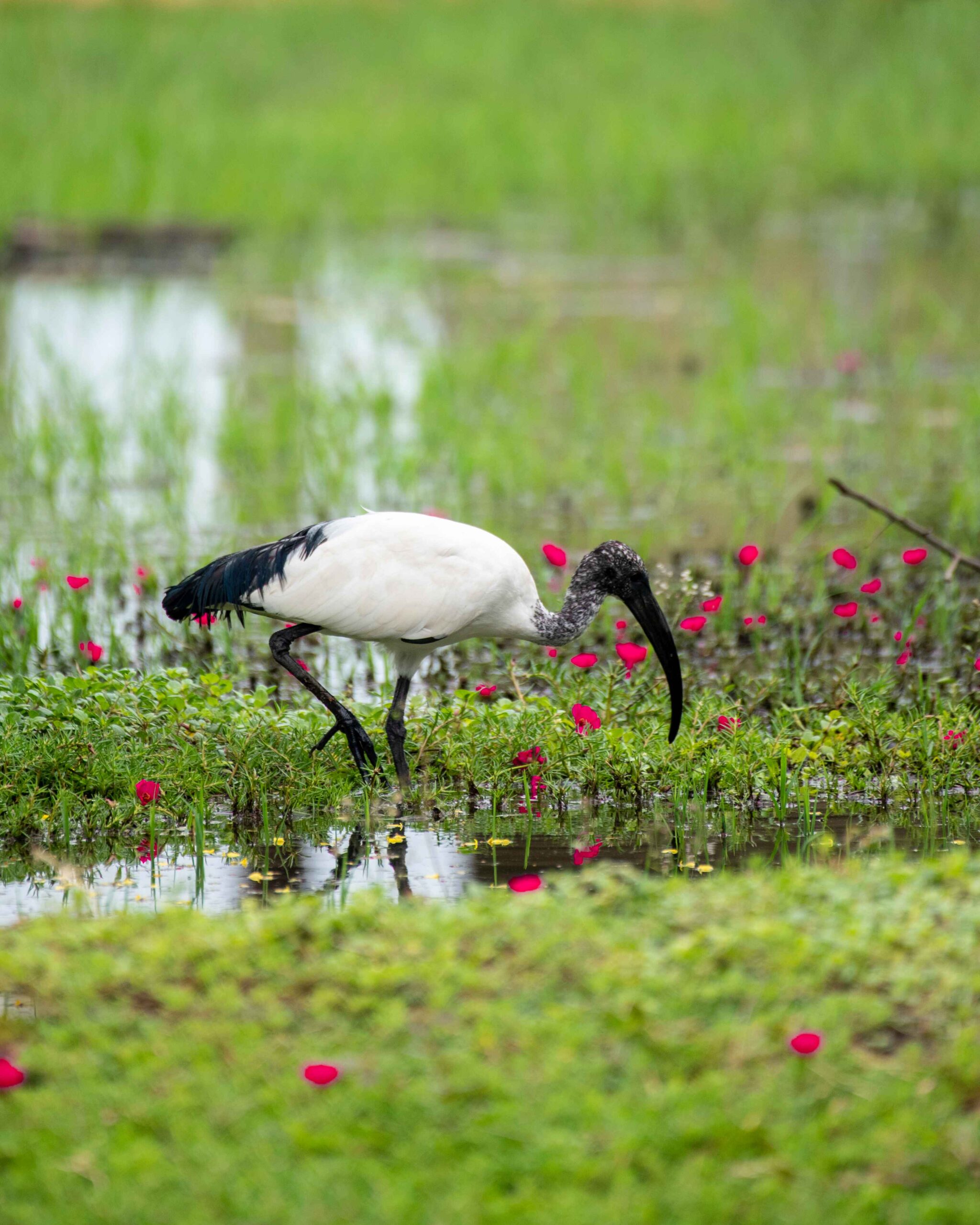 Semliki National Park