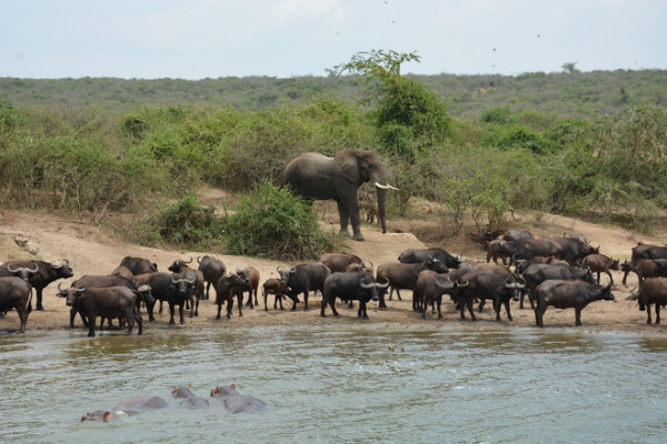 Screenshot 2024-02-24 at 10-18-25 3 Days Queen Elizabeth Safari in Uganda Tour -Big5 Birds Culture